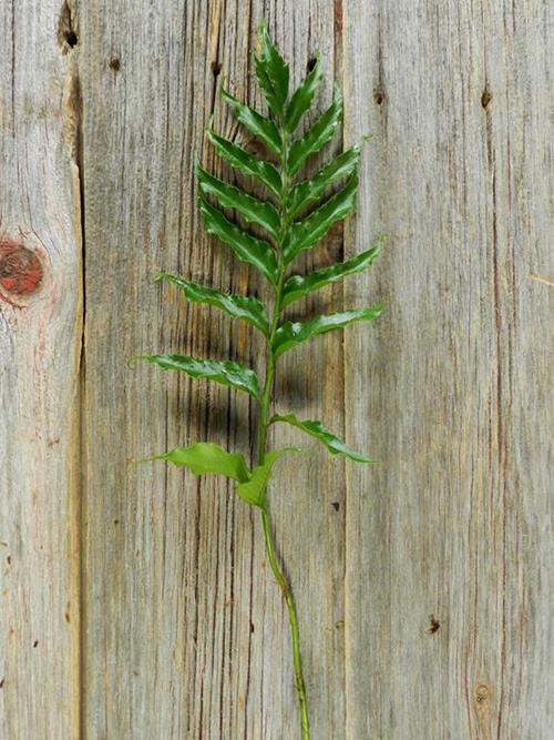 HOLLY FERN GREENS